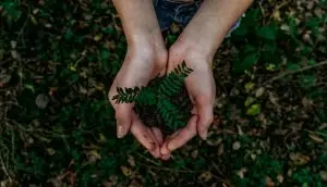 greenwashing