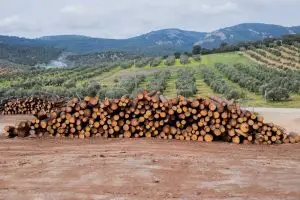 EU deforestation