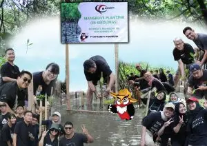 mangrove