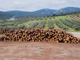 deforestation due diligence deforestasi uji tuntas